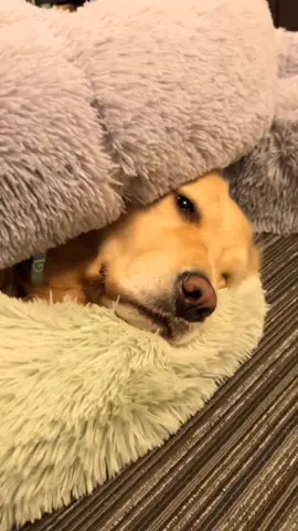 #dog #puppy #cute #dogsofttiktok #pet #foryou #AEHolidayForever #DoTheJuJu #ShareTheMagic