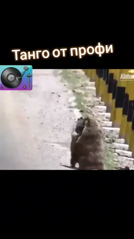 #Сурикаты #Аргентинское танго 😅