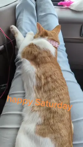 #fyp #AEHolidayForever #DoTheJuJu #animals #cats