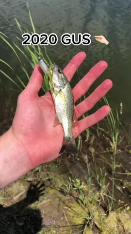 Gus had a glowup 😳 #gusthebass #petbass #fishing #nebraska #fyp #viral
