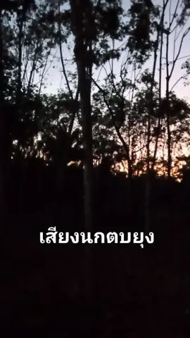 เสียงนกตบยุง😀