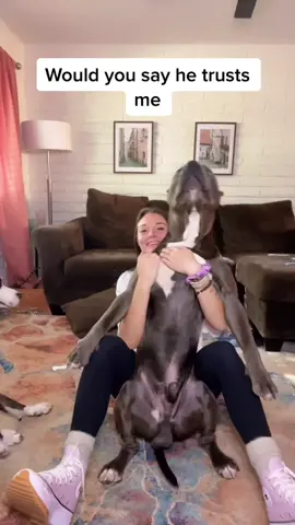 Trust fall!!! 😂🐶 #xxlbully #canecorso #xlbullies #dogs