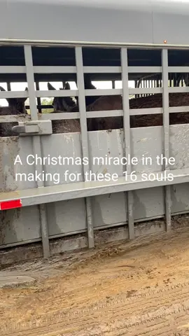A Christmas miracle ❤️#safe #rescue #foryou #horse #donkey
