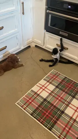 Birdys giggles get me every time ❤️🐶🐒 #giggle #laugh #playing #Love #cute #sweet #fyp #puppy