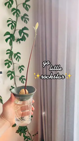 he’s doing so well! 🥑🪴 #golittlerockstar #plantsoftiktok #avocado