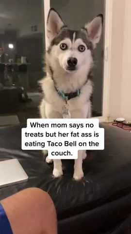 😂😂😂 #tacobell #dogsofttiktok #funnydog