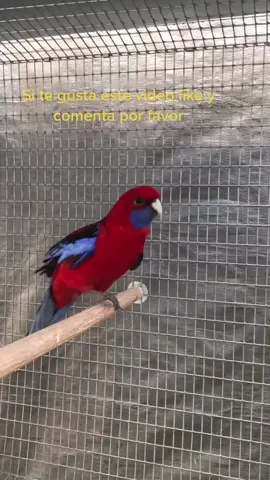 Este es una hermosa rosella crimson llamando a su hembra #rosella #indianringneck #bird #aves #Love #viral #colorfull#color