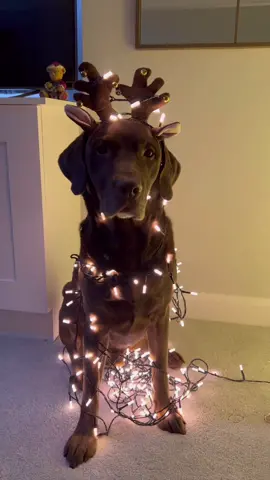 She won’t notice, right? #goodboy #nobodysgonnaknow #christmas