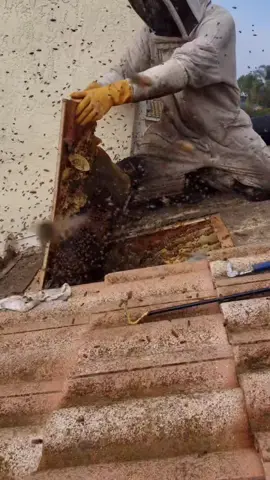what would you do if bees flooded into your bedroom? 😳🐝 #savethebees #beetok #bees #nature #construction #whatwouldyoudo #animalsoftiktok