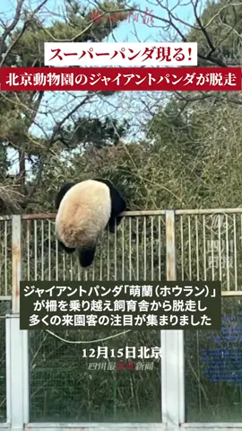 スーパー #パンダ 現る！北京動物園のジャイアントパンダ「萌蘭（ホウラン）」が柵を乗り越え飼育舎から脱走する寸前、飼育員にばっと連れ戻された。飼育員さんの説教が効いてくれるといいけど、😂