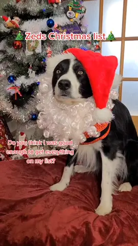 The last one is his favorite #zedthebordercollie #viral