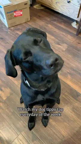 It’s a party everyday of the week🎉 #dogsoftiktok #fyp #foryou #tippytaps