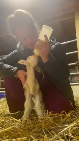 4 hours old #lambs #lambing #lambingseason #sheepfarm #sheepfarmer #Vlog