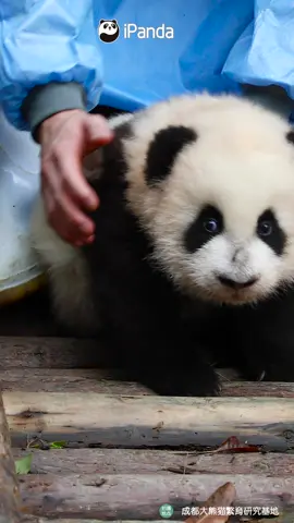 Incredible! Panda baby puts on a smiley face when the nanny picks her up. #panda #cute #nanny #babies #foryou #smile