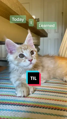 Oh, Teddy. And they are custom too. #fyp #fypシ #foryou #foryoupage #kitten #mainecoon