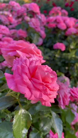 Garden memories ⋯ 💕🌹💕 #rosegarden #fyp #fypシ #foryou #scenery #玫瑰花 #花 #花園 #薔薇 #roses #rose #rosas #flowerlover #pinkroses #flowergarden #flores