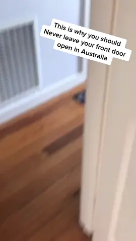 The scream at the end 🤣 (@Leo) #bird #animal #wildlife #house #australia #door #frontdoor
