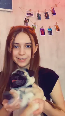 #мопс