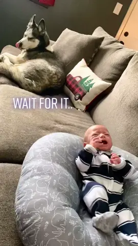Watch his smirk at the end 😂 #MakeABunchHappen #HangUpOnIt #husky #baby #spoiled #smirk #dramatic #wrappedaroundtheirpaws🐾🖤 #faker #howlinghusky