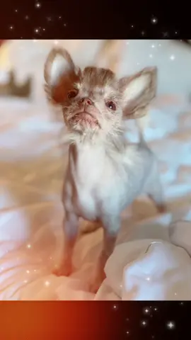 Puppy playtime with Cricket the hairless chihuahua !  #hairlesschihuahua #hairlesspuppy #chihuahuapuppy #chihuahuasofinstagram #hairlesschihuahuasofinstagram #xoloitzcuintli #xoloitzcuintlisofinstagram #hairlessbreed #puppylove #chihuahua #xolopuppy #puppiesofinstagram #followmydog #nekkeddog #hairlessdog #gremlindog #babywerewolf #chihuahuasoftiktok #puppiesoftiktok #chihuahuaobsession #viraldogsoftiktok