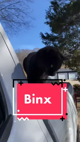 Binx 🐈 #MakeABunchHappen #HangUpOnIt #catsoftiktok #sweet #fyp #foryoupage #cute #homefortheholidays #adoptdontshop #catlover #catlove