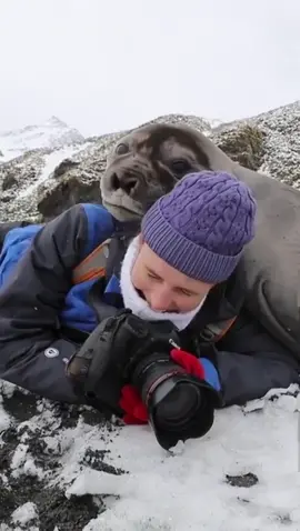 The hazards of being a wildlife photographer.. Being hugged by heavy Elephant Seal pups 🦭 Via @Chris Bray #seal #animals #wildife #cute #hugs #fyp