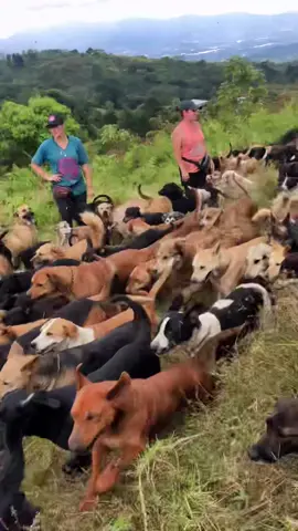 Never seen so many dogs in one place #dogshelter #costarica #travel #globalworkandtravel #workabroad #volunteerabroad #fyp #fypシ #workandtravel #travelife #travelthrowback #dogs #dogsofttiktok #tiktoktravel #costaricapuravida #foryou