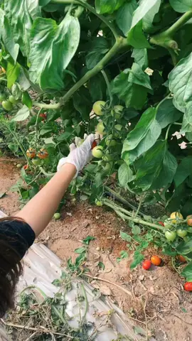 גרסאת העגבניות