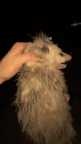 #possums #catchingliveanimals #rednecklife