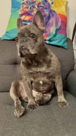 F**king legend. #fyp #dogsofttiktok #frenchie #FFXmasSwitch #WhenRiftanSays