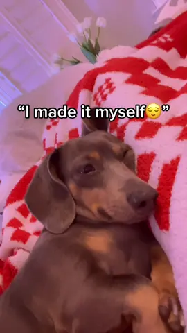 She’s half asleep in this😂👍 #FFXmasSwitch #ThanksandGiving #WhenRiftanSays #fyp #fypシ #wienerdog