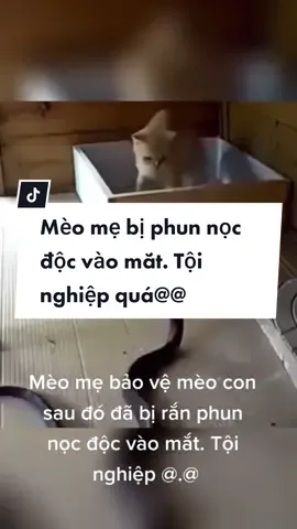 #cat #meome #meodanhran #vietarch_pet