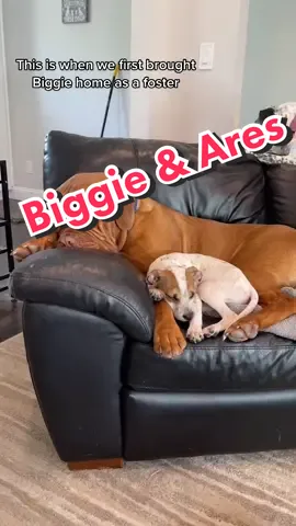 When Biggie was much smaller #dog #dogs #puppy #puppylove #rescuedog #dawgbutter #pawpower