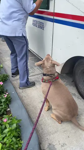 always a good day when zoe sees her fav person 😍🥰 sending many thank you’s to all the postal workers!#dogs #funnystory
