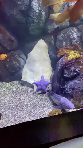 She thicc  #fypシ #aquarium #galveston #starfish ##GEICOGiveHappy