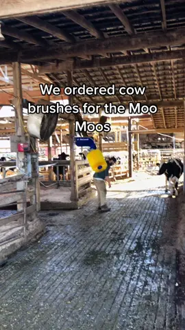 Red was not having it #sillyhusband #merrychristmas #happycows #cowbrush #FFXmasSwitch #GEICOGiveHappy #