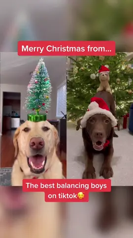 Name a more iconic duo, I’ll wait ? @dexterthebalancingdog #goodboy