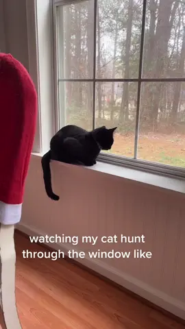 #blackcatsoftiktok