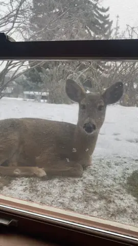 #deer #animals #distinguisedgentleman