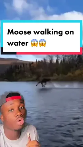 Answer @🌝  This took an hour to record cuz I could not keep a straight face after “moosiah” #moose#moreyouknow#biggerthantheyseem