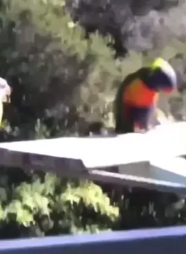 El pajarito Bailarín #quierosentirtucuerpo #pajaro #fyp #quierosentirtucuerpojuntitoalmio #alegre #viral #feliz