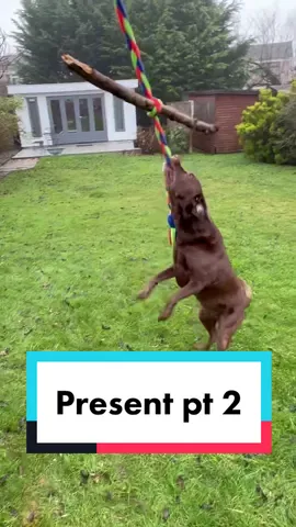 Reply to @good.boy.ollie  he’s so grateful 🥺 #christmas #goodboy #dogsoftiktok