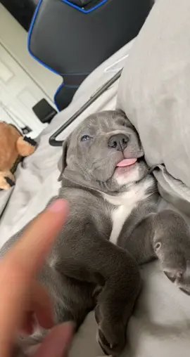 Louis 2021 viral video that stole everyones hearts❤️ #louisthebluenose #puppycheck #ididmydanceontiktokandwentviralwithit #bluenosepitbull