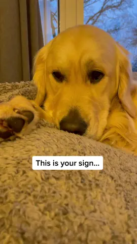 This is your sign #goldenretriever #fyp #dogtok #🥺