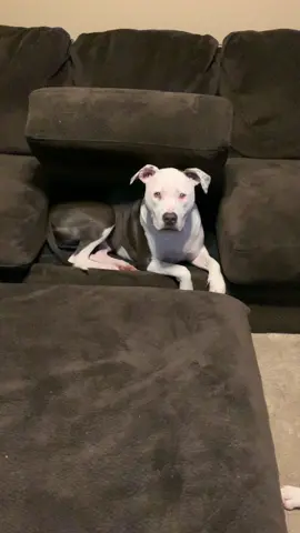 I’m starting to wish she lived in a pineapple under the sea #spongebobsquarepants #thisbitchrighthere #lifewithlittermates #littlemonsters #fridaythe13thpitties