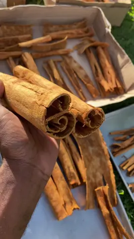 Discover how we harvest Cinnamon in Grenada 🇬🇩 #cinnamon #spice #grenada #food #essential #learn #learnfromme #fyp