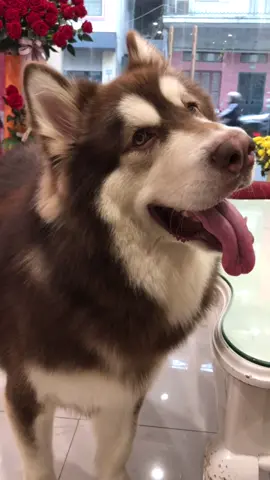 Học hú cùng Bum béo 😆 #alaska #alaskanmalamute #fyp