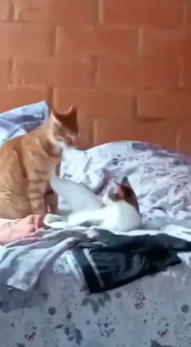 Las peleas de Gatos suenan mejor con el sonido de la Rosa de Guadalupe 🤣