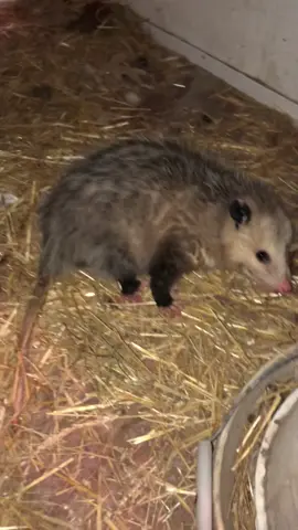 #DisneyPlusVoices educational video on how to pick up an opossum to relocate. Wash your hands right after touching it!