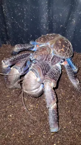 #weirdpets #coconutcrab #crabs #animals